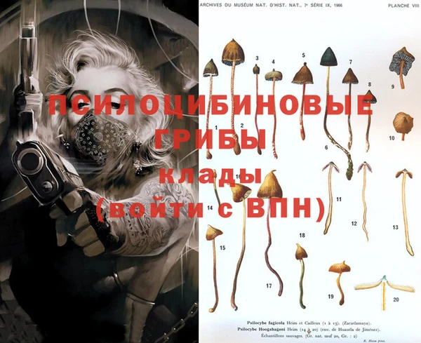 прущие грибы Баксан